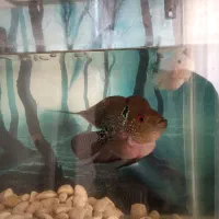 ماهی فلاور نر و ماده|ماهی|قزوین, |دیوار