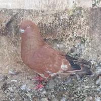 اهواز کوی علوی