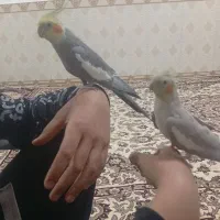 جفت عروس هلندی دست اموز