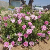 باغ  ۵۲۰ متری روستای آقا بزرگی حد فاصل زردین نیر|فروش دفتر صنعتی، کشاورزی، تجاری|نیر (یزد), |دیوار
