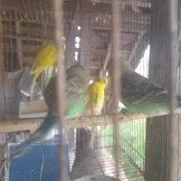 مرغ عشق جوان وبالغ|پرنده|آستانه اشرفیه, |دیوار