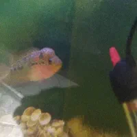 ماهی فلاور|ماهی|قم, علی آباد سعدگان|دیوار