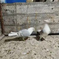 پشت گراف نر|پرنده|تربت جام, یحیی آباد|دیوار