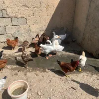 قوغاز فروشی|حیوانات مزرعه|شاهین دژ, |دیوار