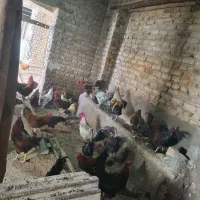 ۱۰۰ عدد خروس محلی سیاه