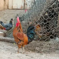 دوعدد خروس محلی به شرط