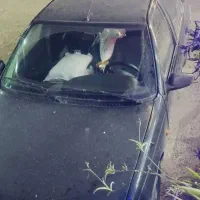 پژو 405مدل 83|خودرو سواری و وانت|مینودشت, |دیوار