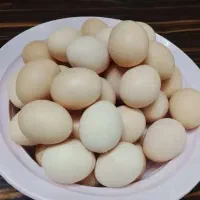 تخم مرغ محلی تازه ودرشت