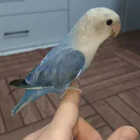 طوطی برزیلی|پرنده|شهریار, شهرک امیریه|دیوار