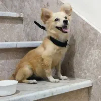 پامرانین اشپیتز نه ماهه واکسن زده