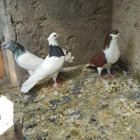 کبوتر|پرنده|شیراز, کوشک میدان|دیوار