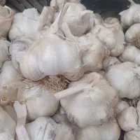 سیر دانه درشت همدانی خشک خشک