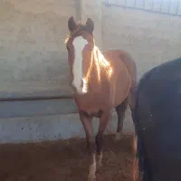 کره نریون ۲ ساله