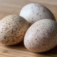 تخم بو قلمون عمده ۶۰ هزار