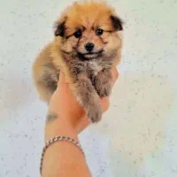 میکس پامر و اشپیتز عروسکی نر و ماده|سگ|اصفهان, پینارت|دیوار