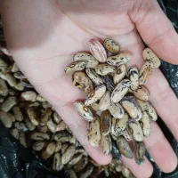 پاچه باقلا بهاره