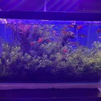 اکواریوم پلنت و ماهی