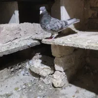 نر سمن کرز|پرنده|کرمانشاه, |دیوار