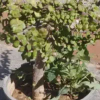 گل فیلندر برگ بزرگ|گل و گیاه طبیعی|بروجرد, |دیوار