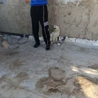 پا کوتاه|سگ|اشتهارد, |دیوار