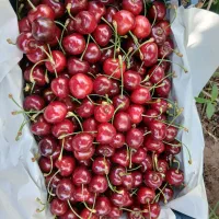 گیلاس تکدانه،