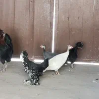 یک جفت مرغ شاخ دار