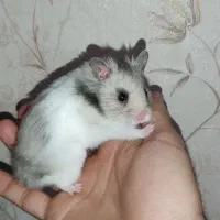 همستر بازیگوش