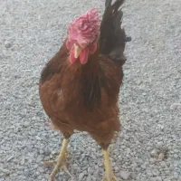 تعداد خروس معامله با گوسفند