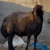 میش