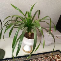 گل پاندانوس بزرگ