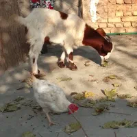 بزغاله نروماده چاق برای کشتن عالی