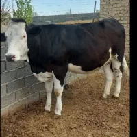 تلیسه.گاو (آبستن)