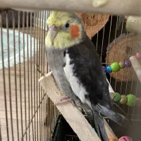 عروس هلندی|پرنده|تهران, افسریه جنوبی|دیوار