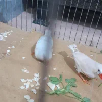 فنچ زیرا|پرنده|بوئین زهرا, |دیوار