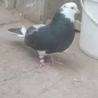 کفتر شکار شماره تو پاش