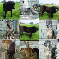 سرابی ۳تا توله مونده فوری فروش و معاوضه