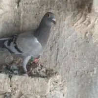 جوجه پلاکی هیچ پرگرفتنی جوجه نر|پرنده|اهواز, فرهنگ شهر|دیوار