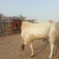 نری دورگ گلابی|حیوانات مزرعه|چابهار, |دیوار