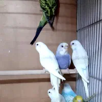 مرغ عشق کوتوله فنچ عروس نرگسی|پرنده|قم, نخودی|دیوار