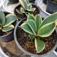 انواع گل آپارتمانی با ارسال رایگان|گل و گیاه طبیعی|پیر بکران, |دیوار