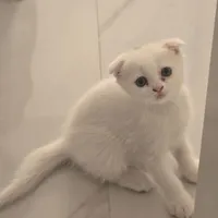 فروش بچه گربه اسکاتیش