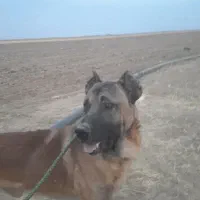 سگ سرابی