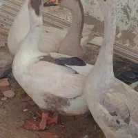 غاز|حیوانات مزرعه|خان ببین, |دیوار