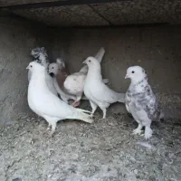 سرور  خال پیس هما