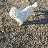 سگ پا کوتاه