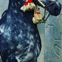 افسار اسب کله اوسار  کله گیر اسب