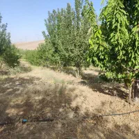 زمین باغچه  و باغ و کشاورزی|فروش دفتر صنعتی، کشاورزی، تجاری|بروجن, |دیوار