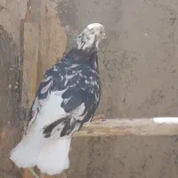 سفید چشم ونوک.سروردم سفید..سبز|پرنده|خمینی‌شهر, |دیوار