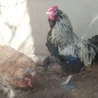 خروس گلین مشکی