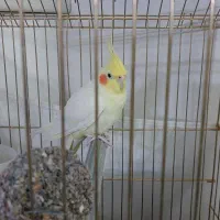 عروس هلندی معاوضه با کوتوله برزیلی